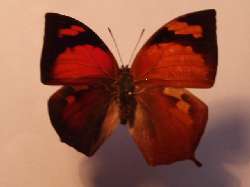 Anaea ryphea (bilateral gynandromorph) (Internet Image property of respective owner, non-commercial use only)